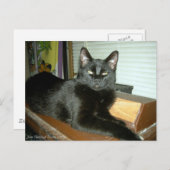 インペリアル子猫 ポストカード (正面/裏面)