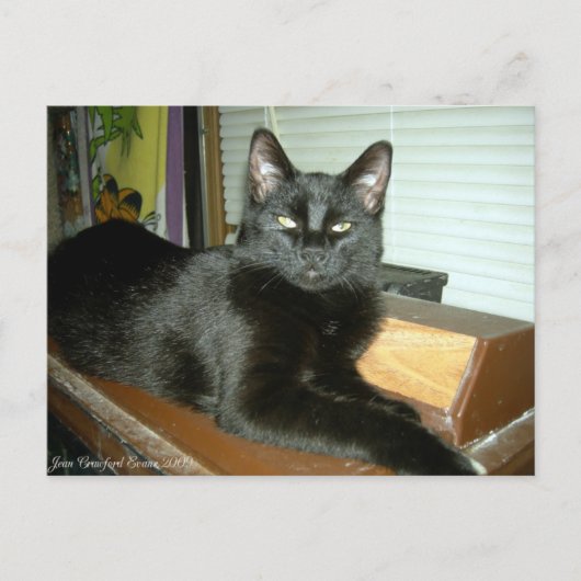 インペリアル子猫 ポストカード (正面)