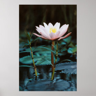 インレ湖のウォーターリリーのクローズアップ ポスター