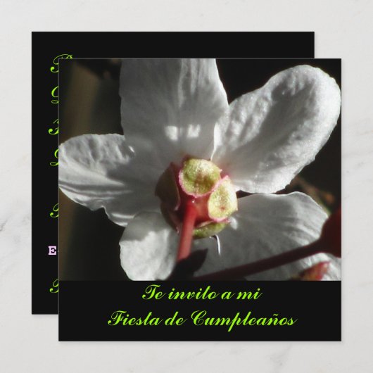 インヴィタシオン-テインヴィトアミフィエスタデクンプレニョス 招待状 (正面/裏面)