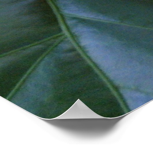 イン開花 ポスター (角)