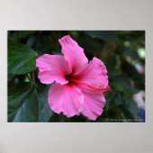 イン開花 ポスター (正面)