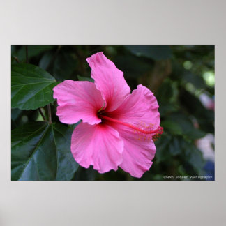 イン開花 ポスター