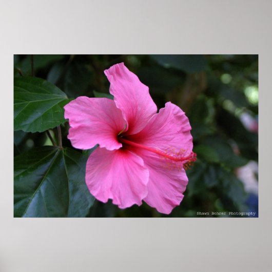 イン開花 ポスター (正面)