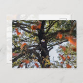 イーグルと落下葉する ポストカード (正面/裏面)