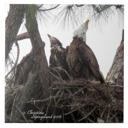 イーグルの家族がスパイゲランドタイルを歌う タイル (正面)