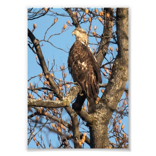 イーグルの若者 フォトプリント            (正面)