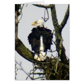 イーグルはいつも自警団…