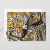 イーグルを回す ポストカード (正面/裏面)