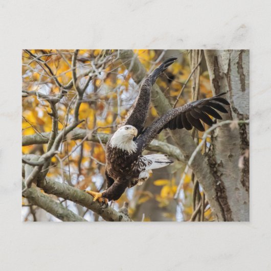 イーグルを回す ポストカード (正面)