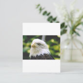 イーグルアイ ポストカード (スタンド正面)