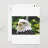 イーグルアイ ポストカード (正面/裏面)