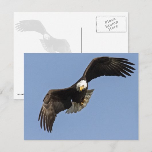 イーグルアイ ポストカード (正面/裏面)