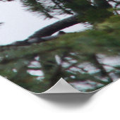 イーグルオンツリートップ写真 ポスター (角)