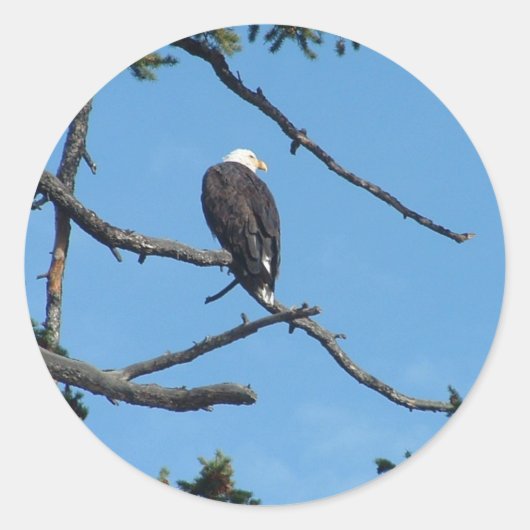 イーグルステッカー ラウンドシール (正面)