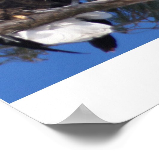 イーグルス ポスター (角)