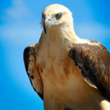 イーグルデザインやる気を起こさせる感動的ポスター