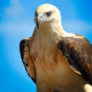 イーグルデザインやる気を起こさせる感動的ポスター ポスター