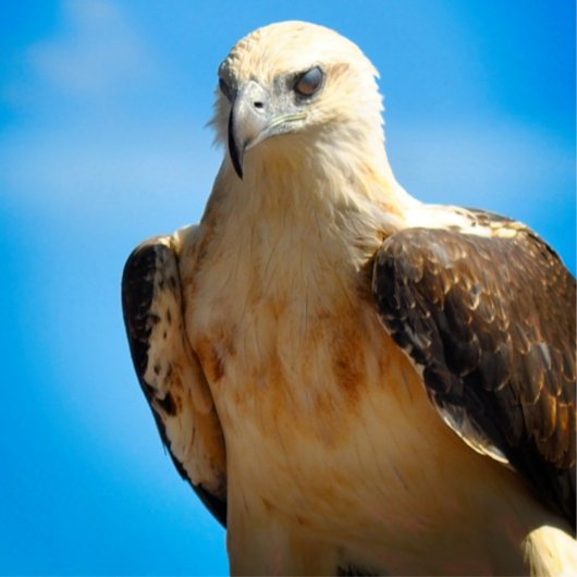 イーグルデザインやる気を起こさせる感動的ポスター ポスター