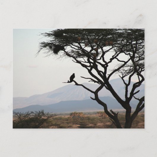 イーグルフクロウのシルエット ポストカード (正面)