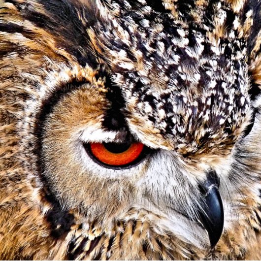 イーグルフクロウ 横断幕