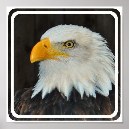 イーグルヘッドポスター ポスター (正面)