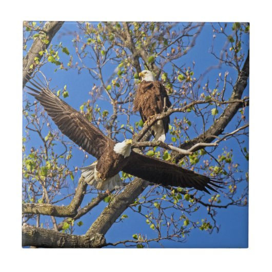 イーグルペア タイル (正面)