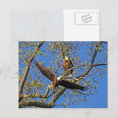 イーグルペア ポストカード (正面/裏面)