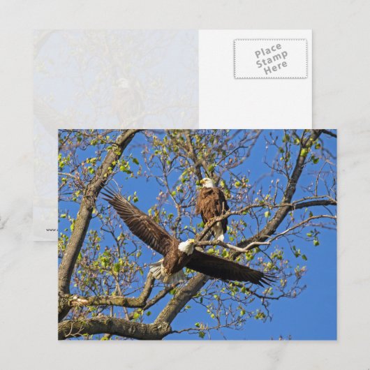 イーグルペア ポストカード (正面/裏面)