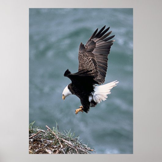イーグルポスター ポスター (正面)