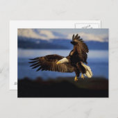 イーグルポストカード38 ポストカード (正面/裏面)