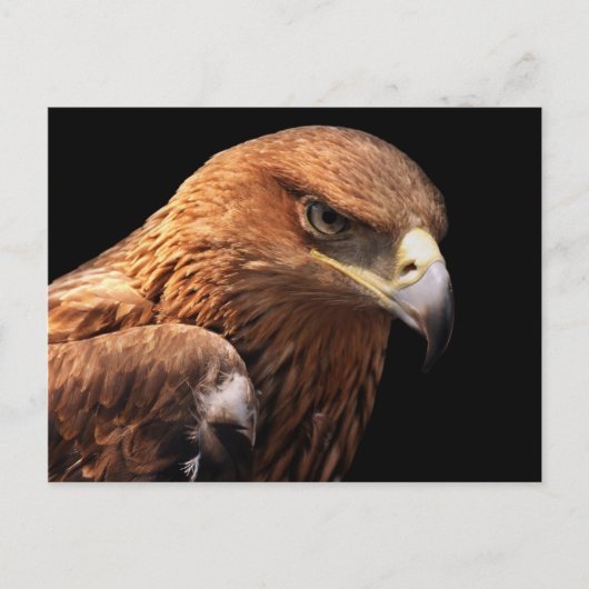イーグルポートレートが黒で孤立 ポストカード (正面)