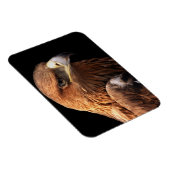 イーグルポートレートが黒で孤立 マグネット (右側)