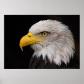 イーグルポートレート ポスター (正面)