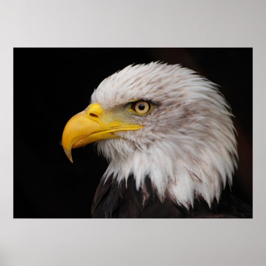 イーグルポートレート ポスター (正面)