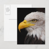 イーグルポートレート ポストカード (正面/裏面)