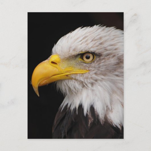 イーグルポートレート ポストカード (正面)