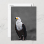 イーグルミニマル選択色写真 ポストカード (正面/裏面)