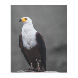 イーグルミニマル選択色写真 メタルプリント