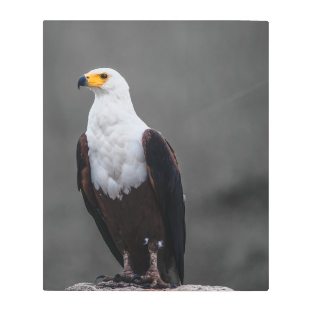 イーグルミニマル選択色写真 メタルプリント (正面)