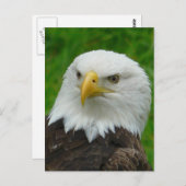 イーグル写真 – 北アメリカのハゲワシ ポストカード (正面/裏面)