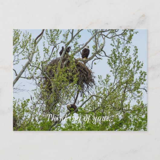 イーグル家に出会う ポストカード (正面)