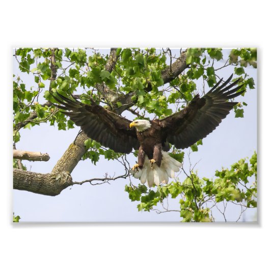 イーグル着陸方法 フォトプリント            (正面)