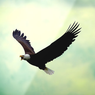 イーグル飛んでいるカットアウト ウィンドウサイン