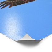 イーグル飛んでいる フォトプリント            (角)