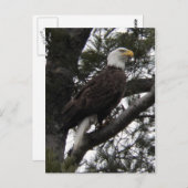 イーグル10 ポストカード (正面/裏面)