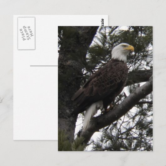 イーグル10 ポストカード (正面/裏面)