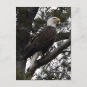 イーグル10 ポストカード (正面)