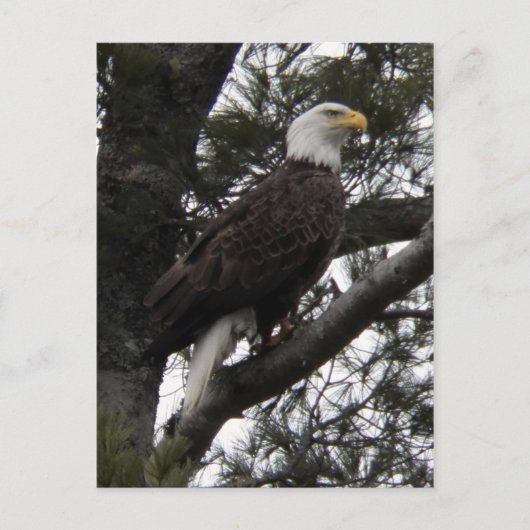 イーグル10 ポストカード (正面)