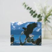 イーグル19 ポストカード (スタンド正面)